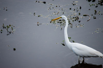 Swans in lake