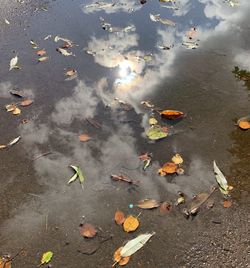 High angle view of leaves on street
