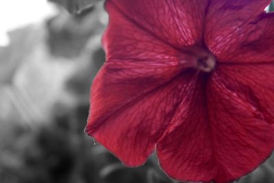 Close-up of red hibiscus flower