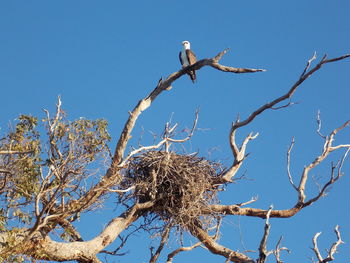 Low angle view of birds perching on tree