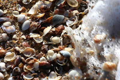 Close-up of seashells on beach
