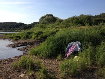 Scenic view of agricultural field against sky