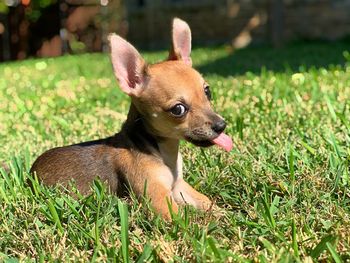 Portrait of a dog looking away on field. 8 week old chihuahua puppy.