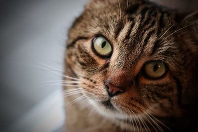 Close-up portrait of cat