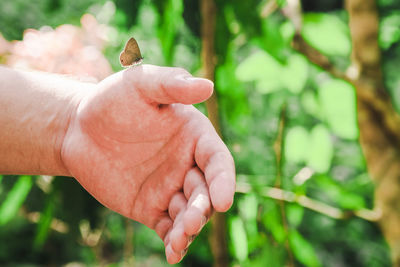 Cropped image of person hand holding plant