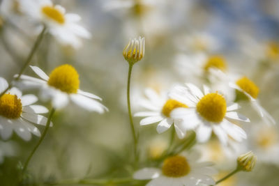 Close-up of white daisy