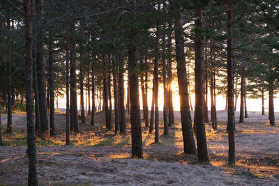 Trees growing on field in forest