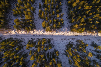 Above the canopy, scottish pine trees 