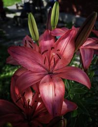 Close-up of pink lily flowers