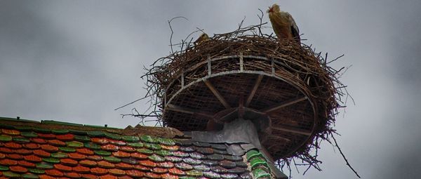 Low angle view of bird on roof against sky