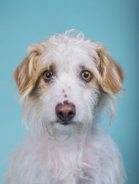 Crossbreed dog in the foreground looking towards camera on blue background