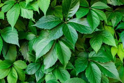 Virginia creeper plant background. natural floral pattern. lush dark green foliage of a plant.