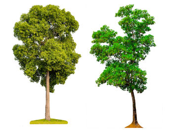 Trees against white background