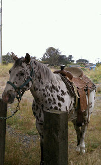 Horse standing on field against sky