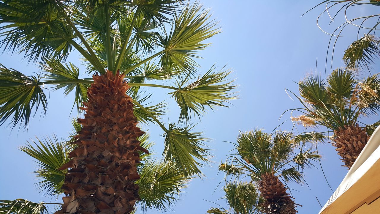 low angle view, tree, clear sky, palm tree, growth, branch, leaf, blue, nature, sky, tree trunk, coconut palm tree, day, outdoors, green color, beauty in nature, no people, sunlight, palm leaf, tropical tree