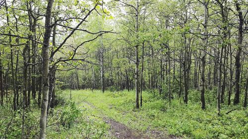 Trees in forest