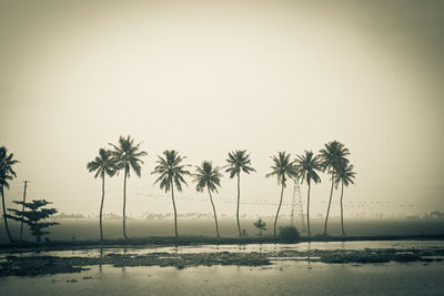 Palm trees on beach against clear sky