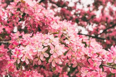 Close-up of pink cherry blossoms