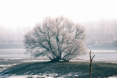 Bare trees against clear sky