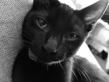 Close-up portrait of black cat