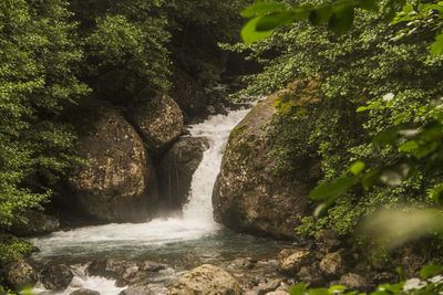 Scenic view of waterfall in forest