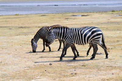 Zebras standing on zebra