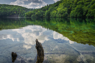 Reflection of trees in lake