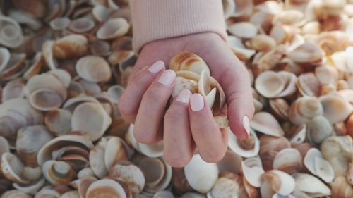 Hand holding seashells