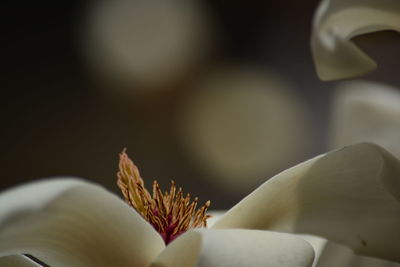 Close-up of cropped flower