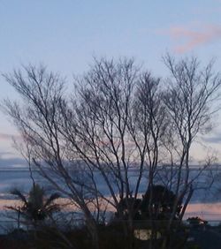 Bare trees against sky at sunset