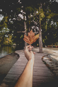 Cropped hand of man holding autumn maple leaf at park