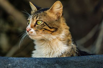 animal