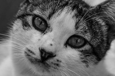 Close-up portrait of cat