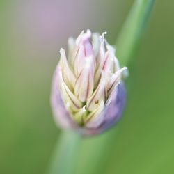 Close-up of flower