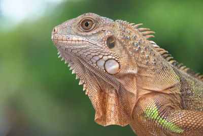 Close-up of a lizard