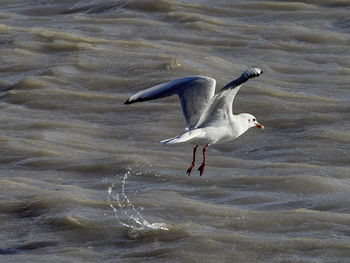 Seagull flying over lake