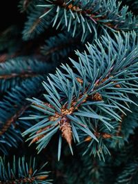 Close-up of pine tree