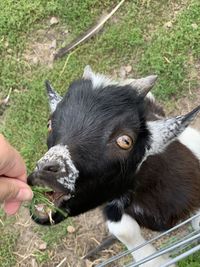 High angle view of hand feeding