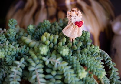 Close-up of fruits growing on plant
