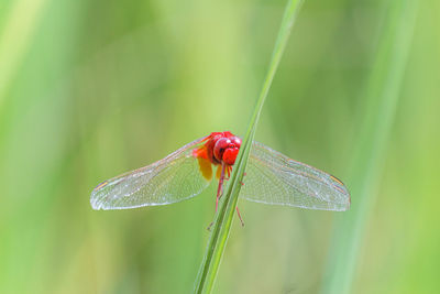 Close-up of ladybug on leaf