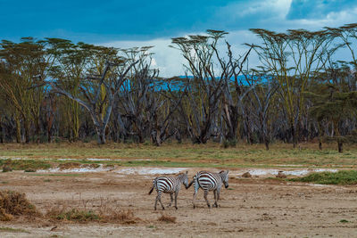 View of zebra on field against sky