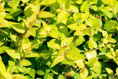 Trees and plants in the forest on a sunny day