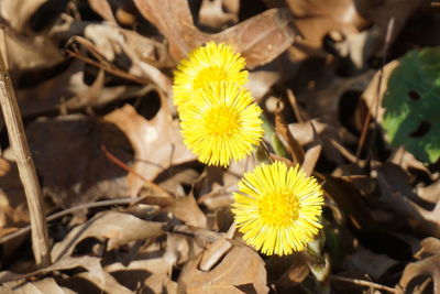 Close-up of yellow flower