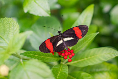 Close-up of butterfly on red leaves