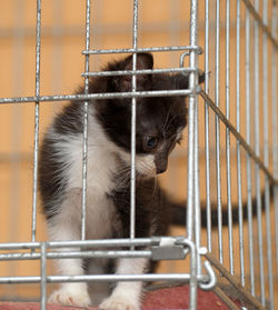 Portrait of cat in cage