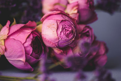 Close-up of pink roses