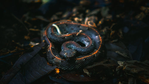 Close-up of snake