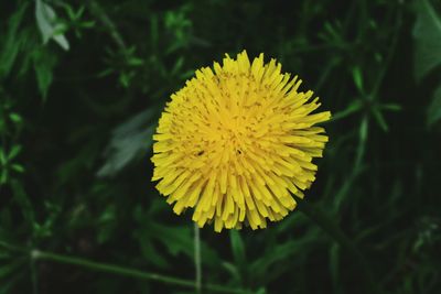 Close-up of yellow flower