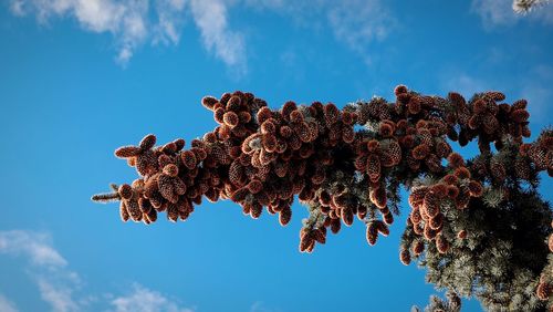 Low angle view of pine cones growing on tree against sky