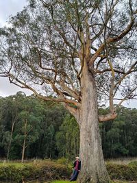 Man standing by tree trunk in forest